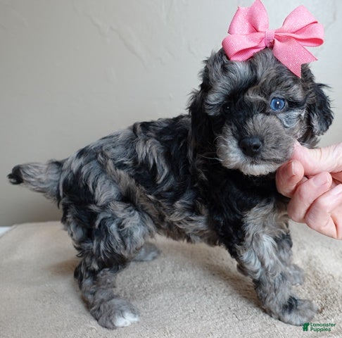 Toy Poodle dogs Millie - Ad 11