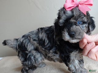Toy Poodle dogs Millie - Ad 39