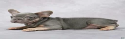 French Bulldog dogs for sale: Matrix - Ad 7