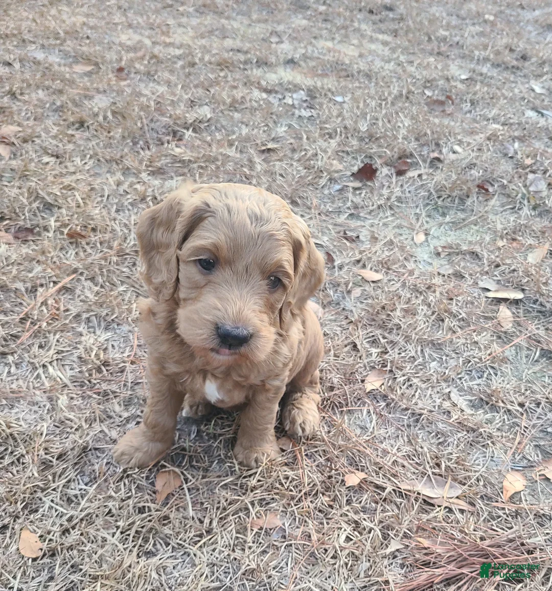 Goldendoodle dogs for sale: Goldendoodle Puppy 2 - Ad 1