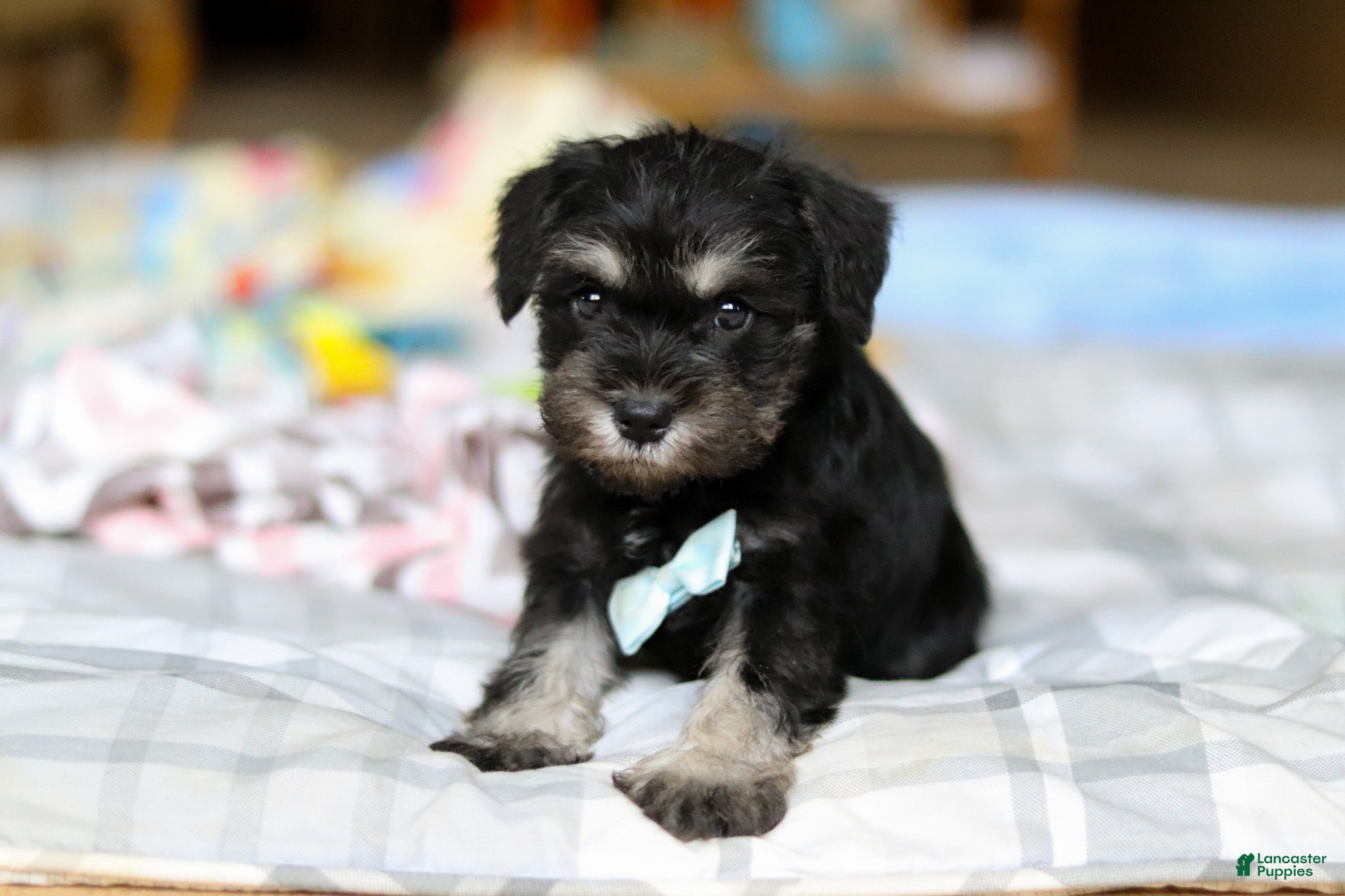 Miniature Schnauzer dogs Chip  - Ad 2