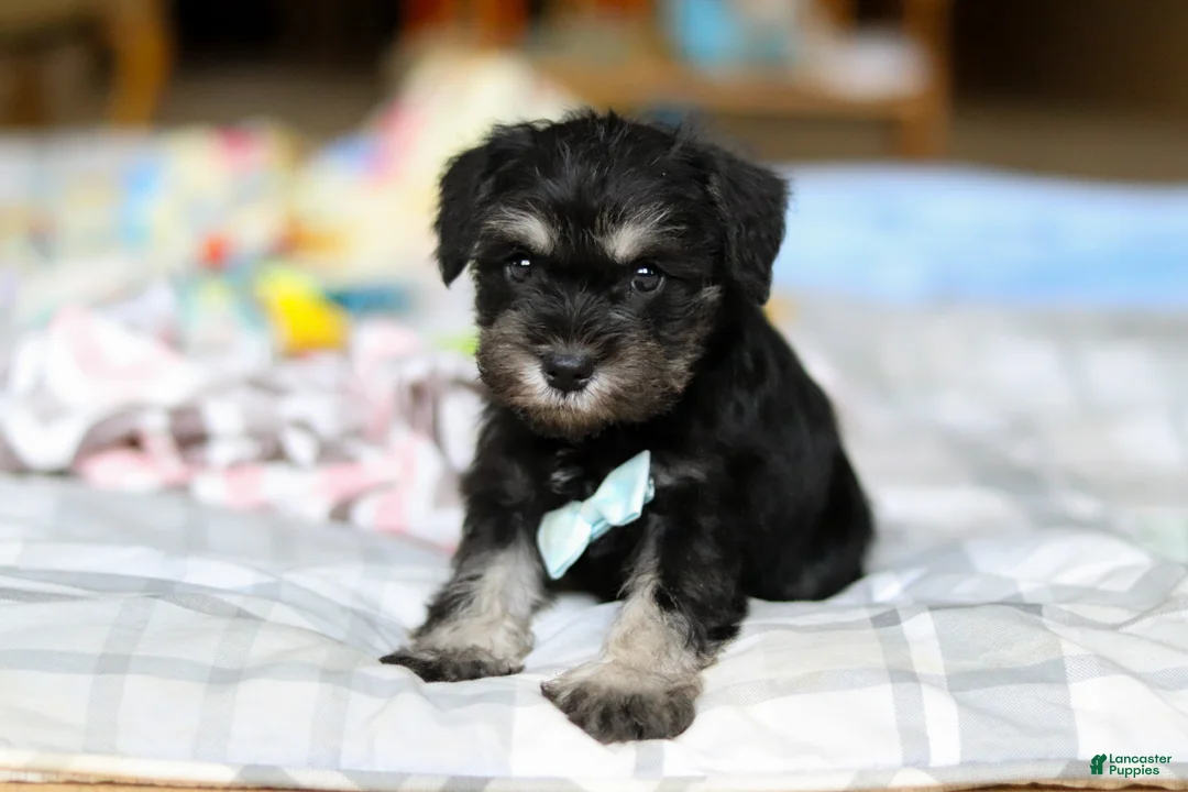 Miniature Schnauzer dogs for sale: Chip  - Ad 2