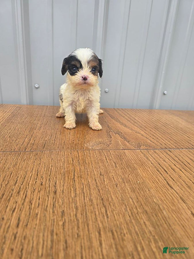 Cavapoo dogs Brandon - Ad 1