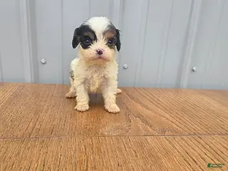 Cavapoo dogs for sale: Brandon - Ad 1