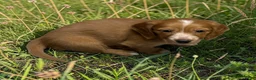 Miniature Dachshund dogs for sale: Dark cream - Blaze - Ad 2