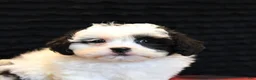 Teddy Bear dogs for sale: Peter - Ad 5