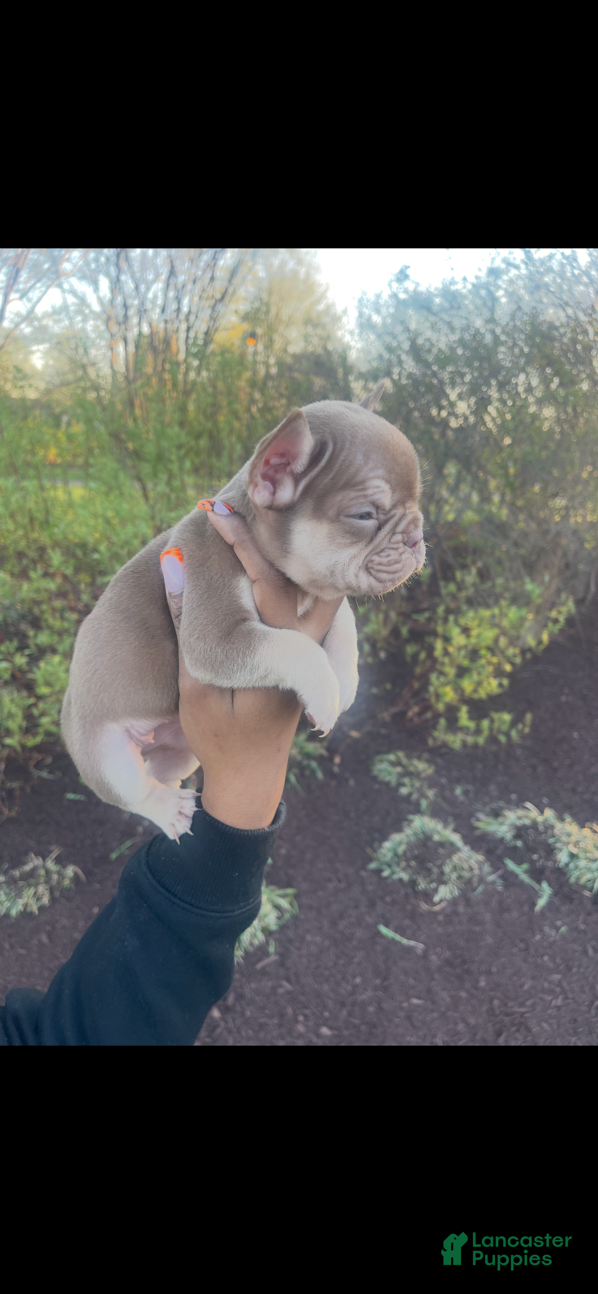 French Bulldog dogs Kali  - Ad 2