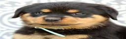 Rottweiler dogs for sale: Micky - Ad 6