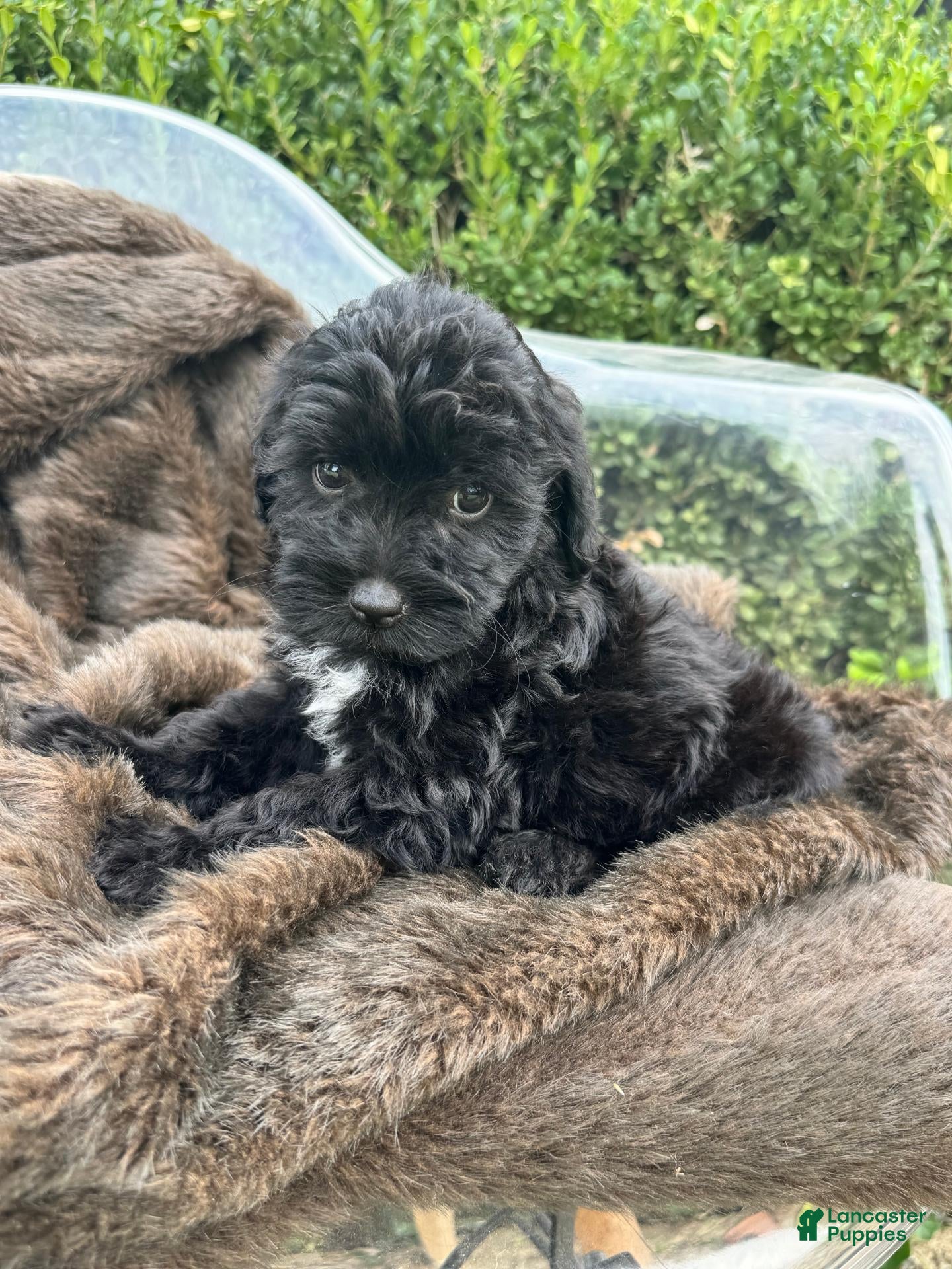 Mixed Breed dogs Salem - Ad 42