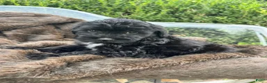 Salem