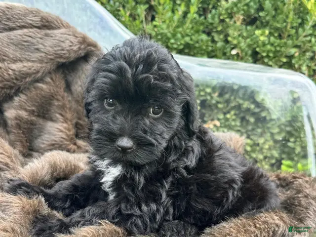 Mixed Breed dogs for sale: Salem - Ad 41