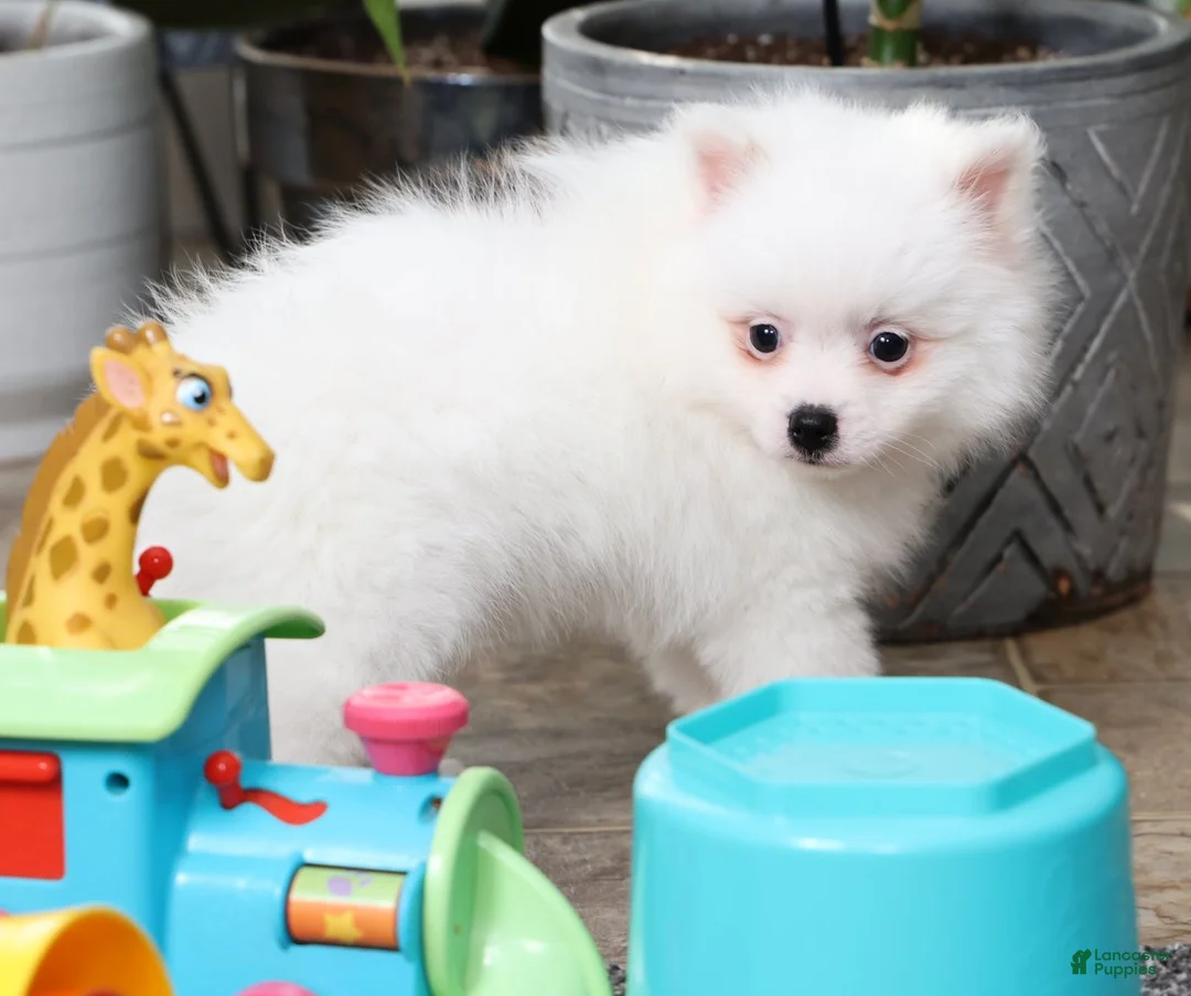 Pomeranian dogs for sale: Teddy - Ad 6