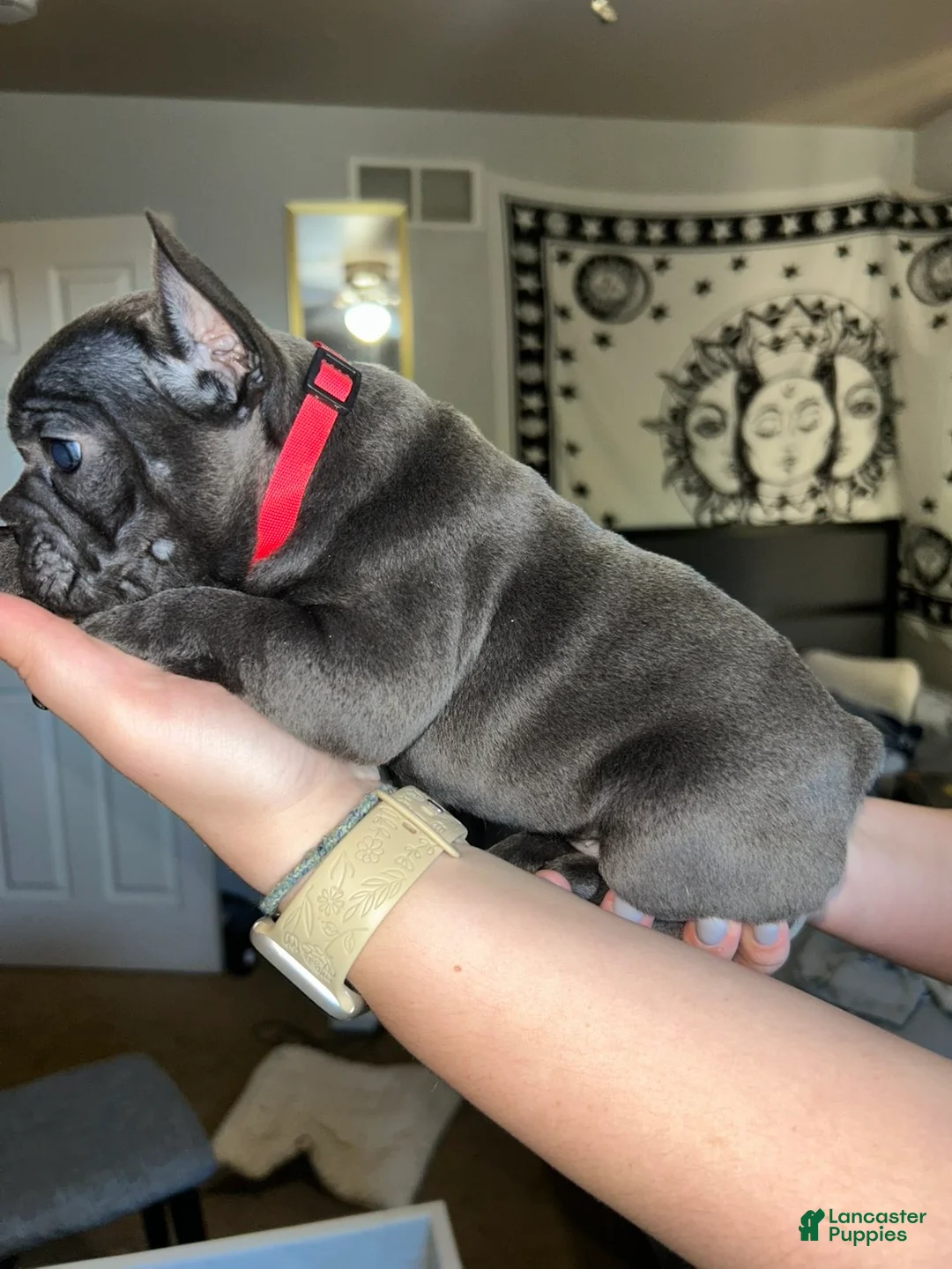 French Bulldog dogs for sale: French Bulldog 2 - Ad 2
