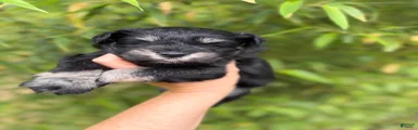 Miniature Schnauzer Puppy 1