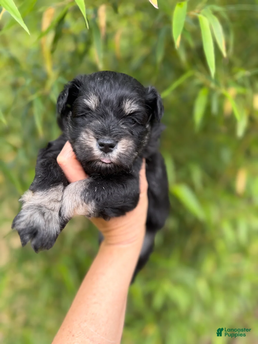 Miniature Schnauzer dogs for sale: Miniature Schnauzer Puppy 1 - Ad 1