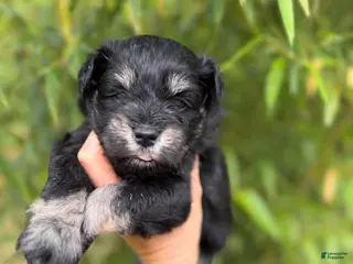 Miniature Schnauzer dogs Miniature Schnauzer Puppy 1 - Ad 34