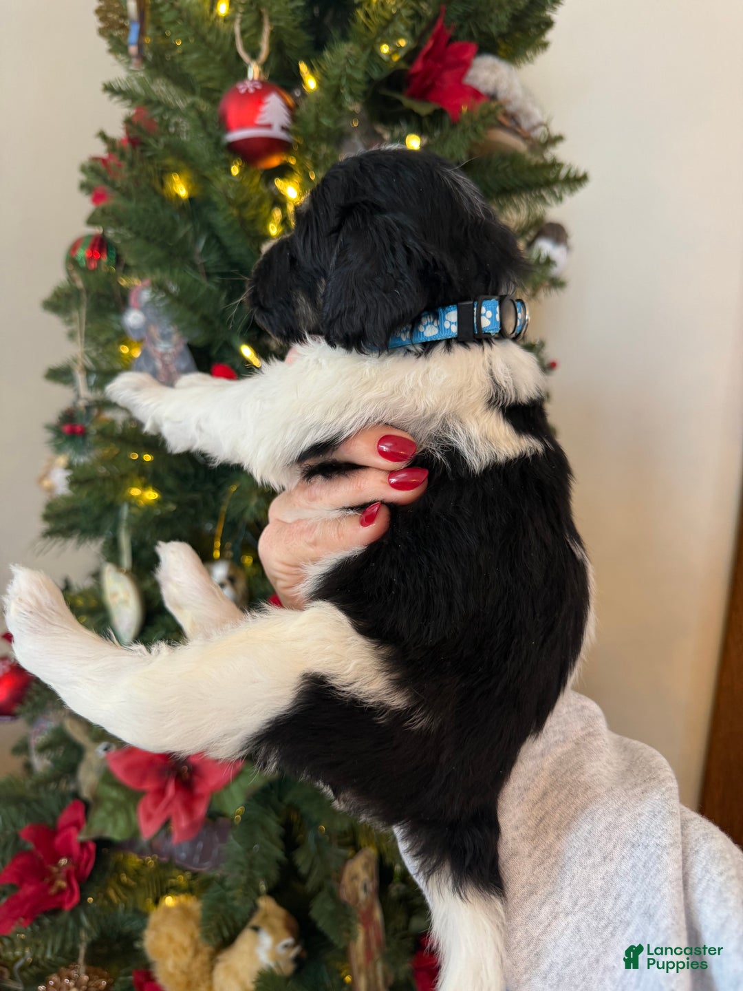 Mixed Breed dogs for sale: Ferguson - Ad 7