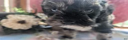 Labradoodle dogs for sale: Labradoodle 5 - Ad 3