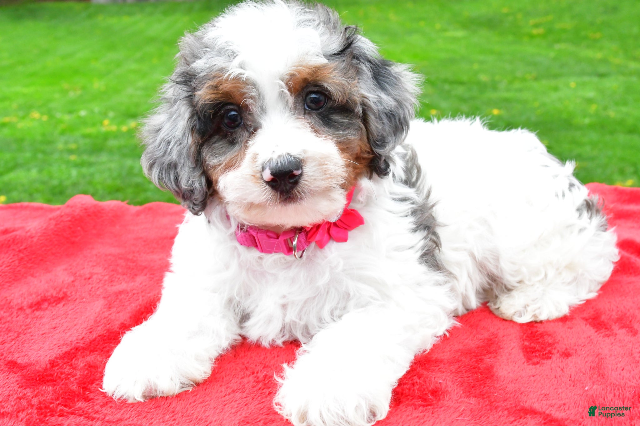 Mini Aussiedoodle dogs Mindy - Ad 2