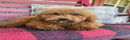 Mixed Breed dogs for sale: Jasper - Ad 2