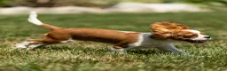 Cavalier King Charles Spaniel dogs for sale: Arlan Cavalier King Charles Spaniel Puppy  - Ad 3