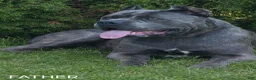 Cane Corso dogs for sale: GIZZY - Ad 9