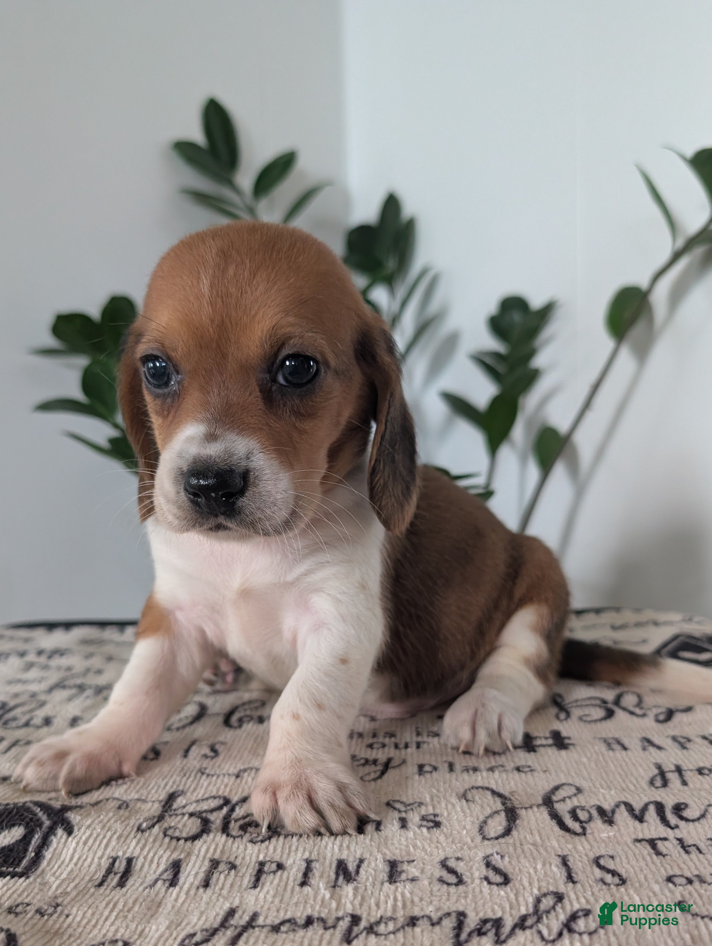 Mixed Breed dogs Fern - Ad 1