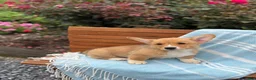 Welsh Corgi Pembroke dogs for sale: Jasper - Ad 10