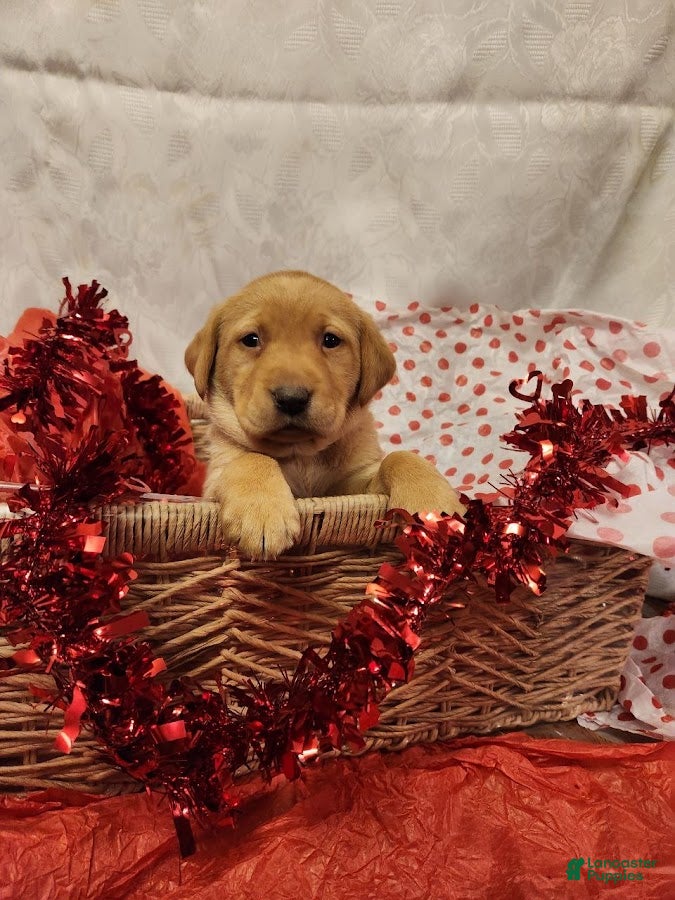 Labrador Retriever dogs Lilac - Ad 4