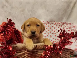 Labrador Retriever dogs Lilac - Ad 30