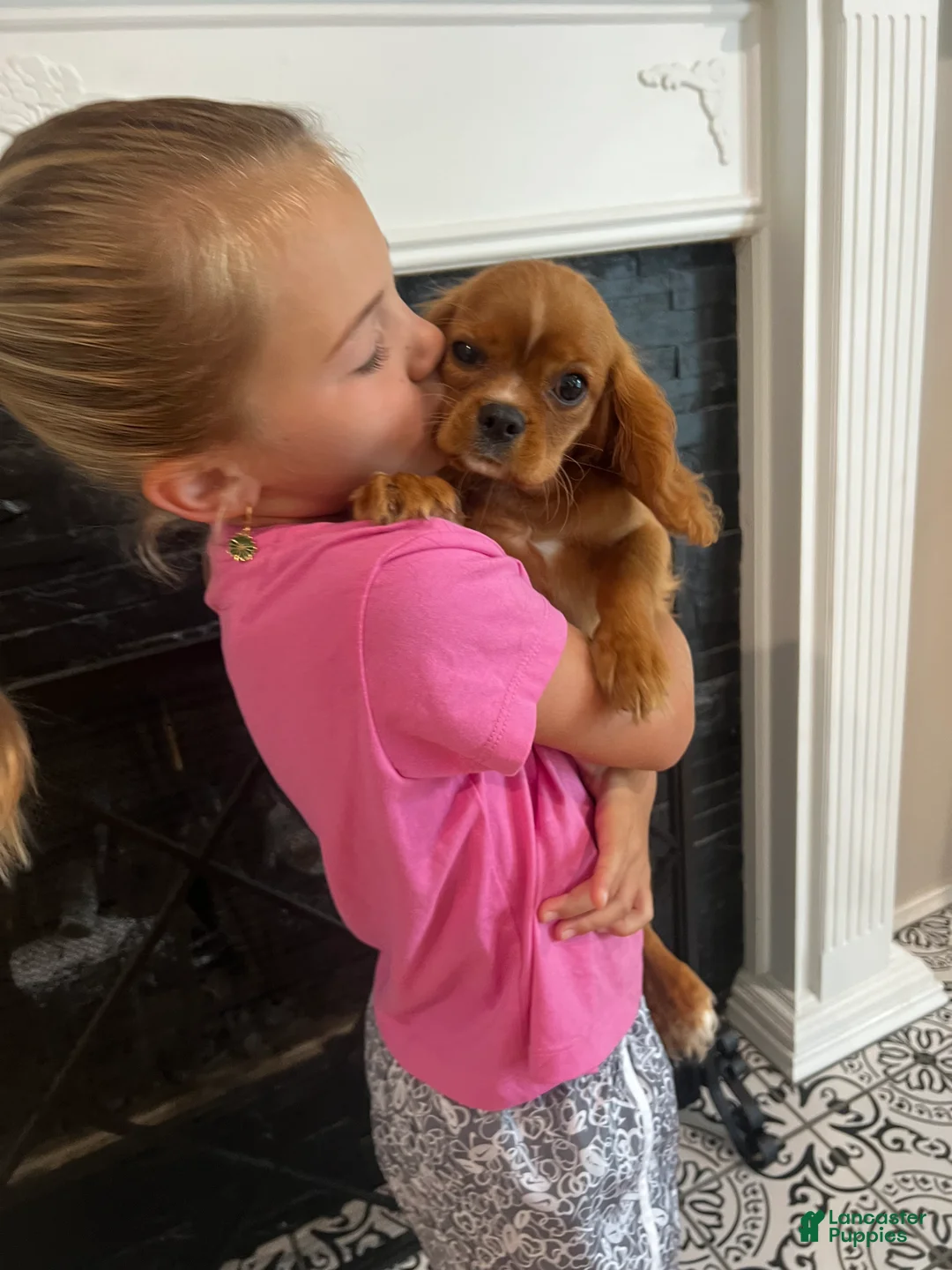 Cavalier King Charles Spaniel dogs for sale: Ruby boy 2 - Ad 4