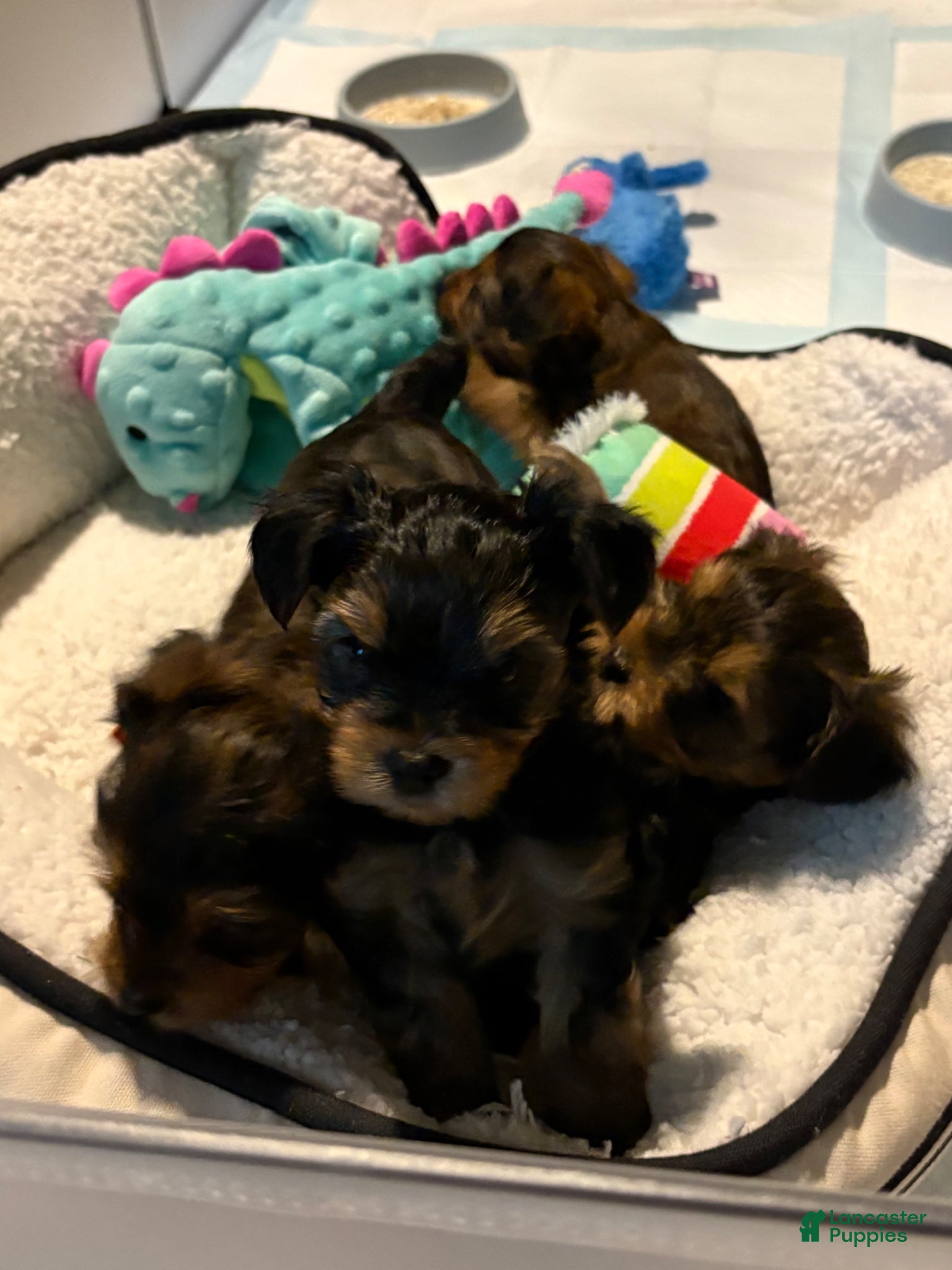 Yorkshire Terrier dogs for sale: Yorkshire Terrier Puppy 2 - Ad 11