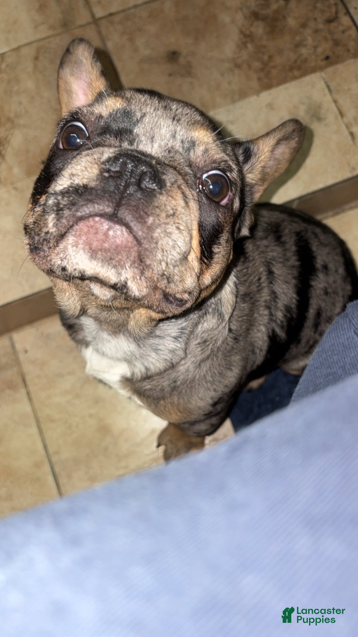 French Bulldog dogs French Bulldog Puppy 1 - Ad 1