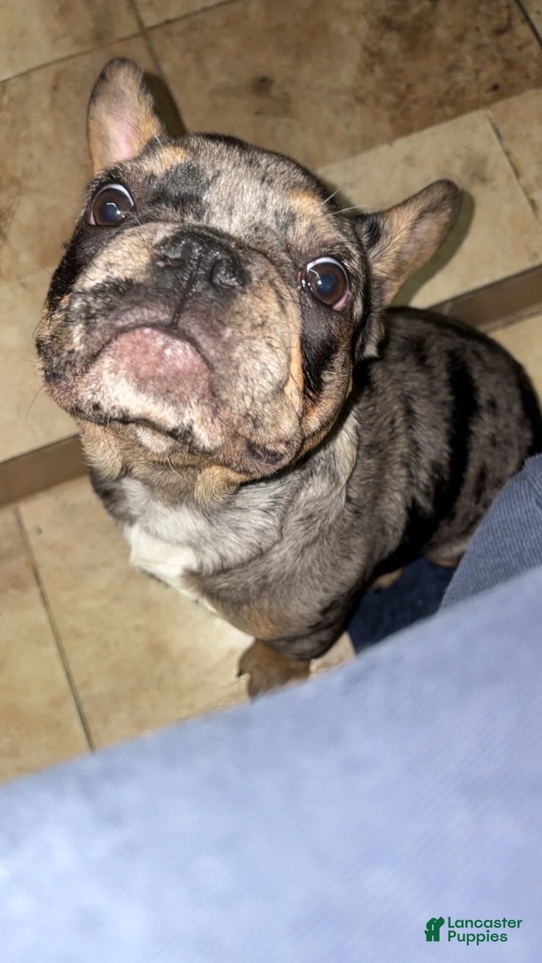French Bulldog dogs for sale: French Bulldog Puppy 1 - Ad 1