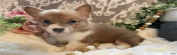 Welsh Corgi Pembroke dogs for sale: Sasha - Ad 2