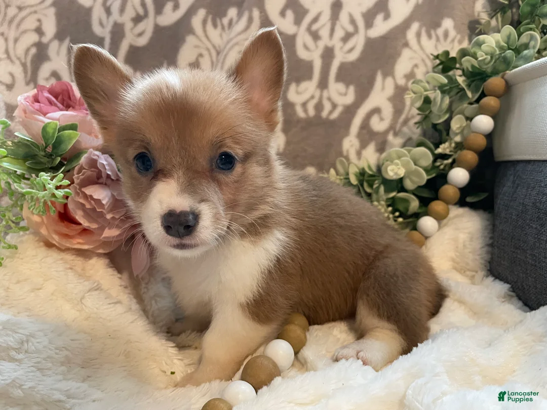Welsh Corgi Pembroke dogs for sale: Sasha - Ad 2
