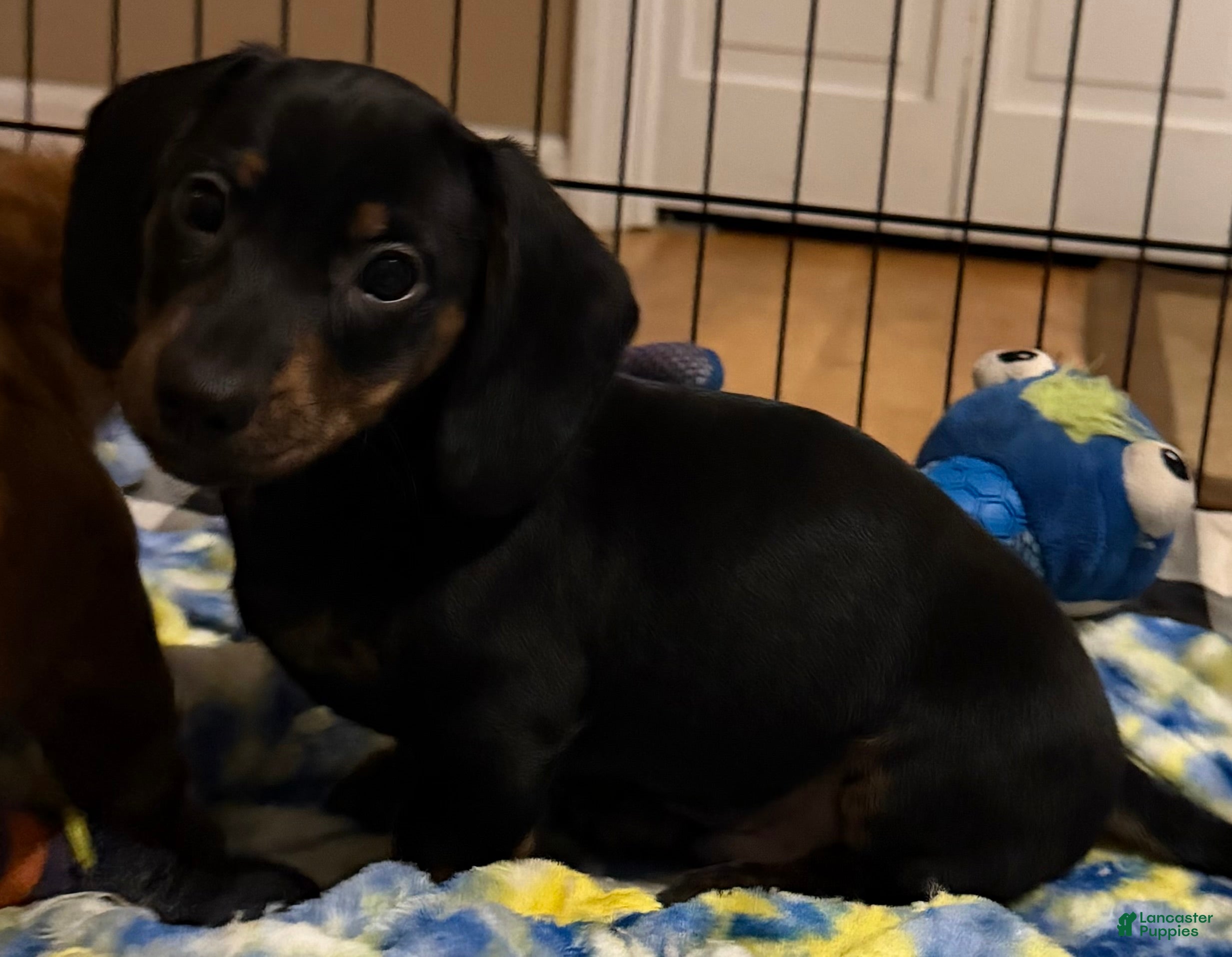 Dachshund dogs for sale: Cash - Ad 1