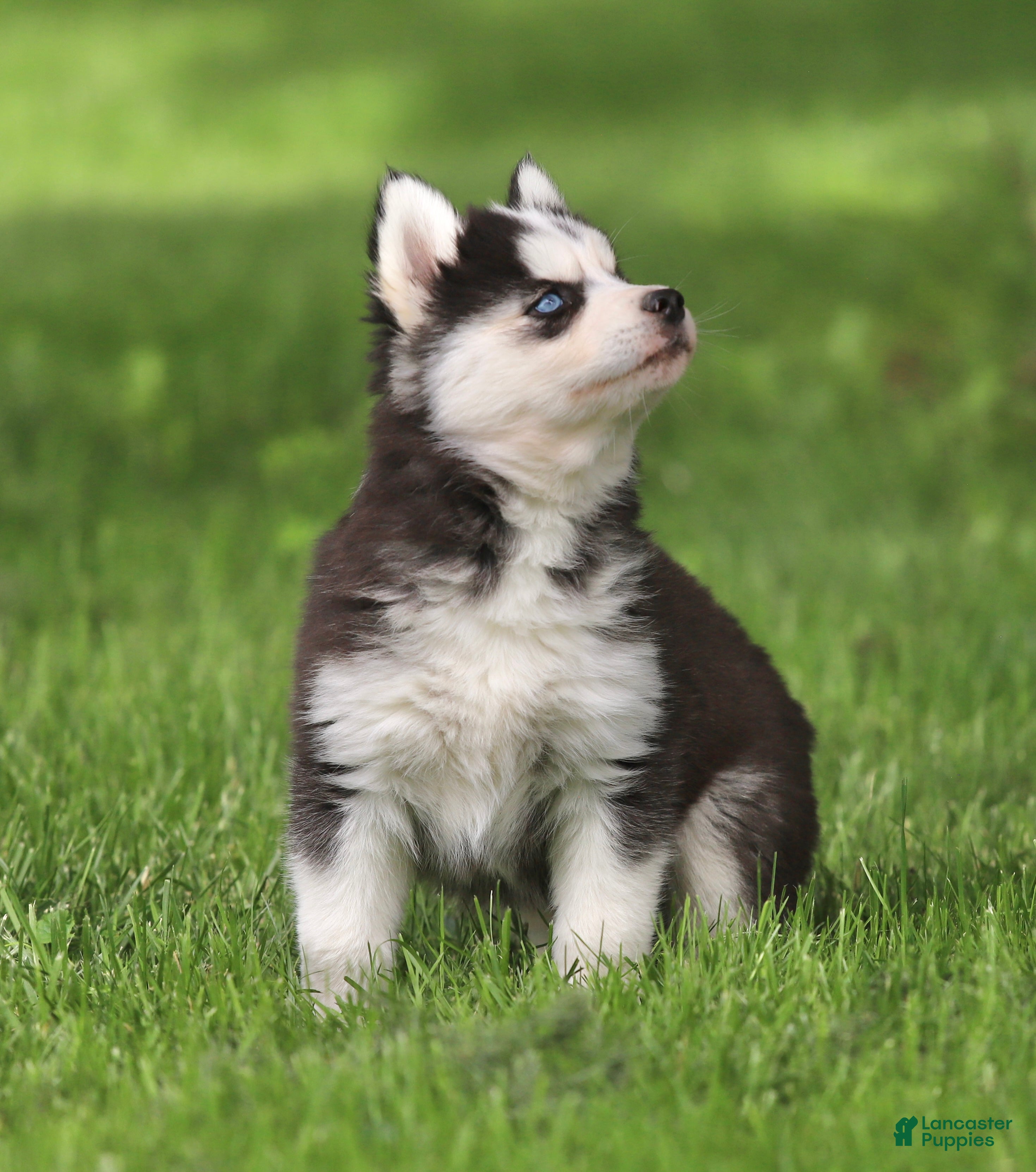 Siberian Husky dogs Georgia  - Ad 2