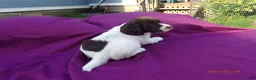 English Springer Spaniel dogs for sale: Zeus - Ad 1