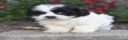 Teddy Bear dogs for sale: Audi - Ad 9