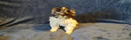 Miniature Schnauzer dogs for sale: Miniature Schnauzer Girl 1 - Ad 3
