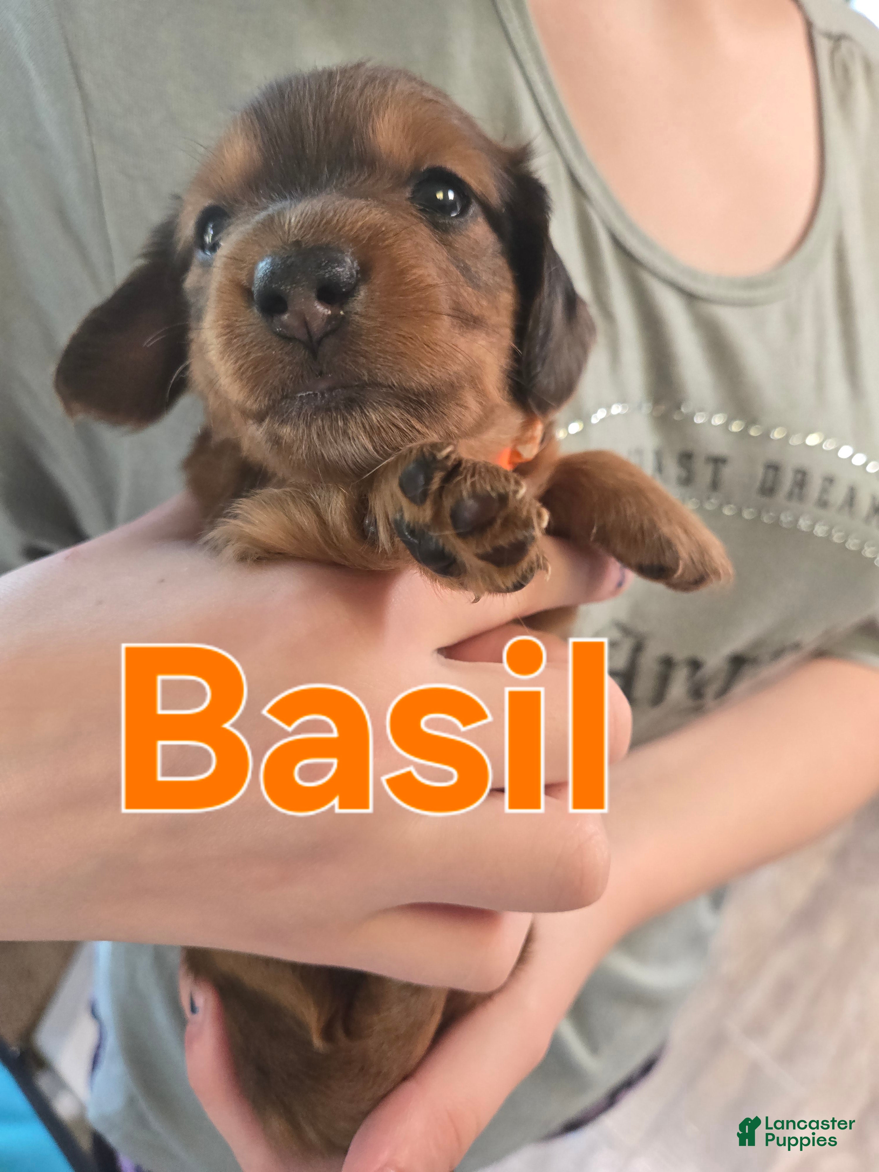 Miniature Dachshund dogs Basil - Ad 18