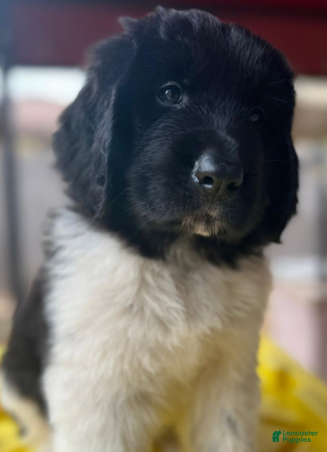 Gallery Image {{count}}