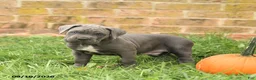 Cane Corso dogs for sale: Felix - Ad 5