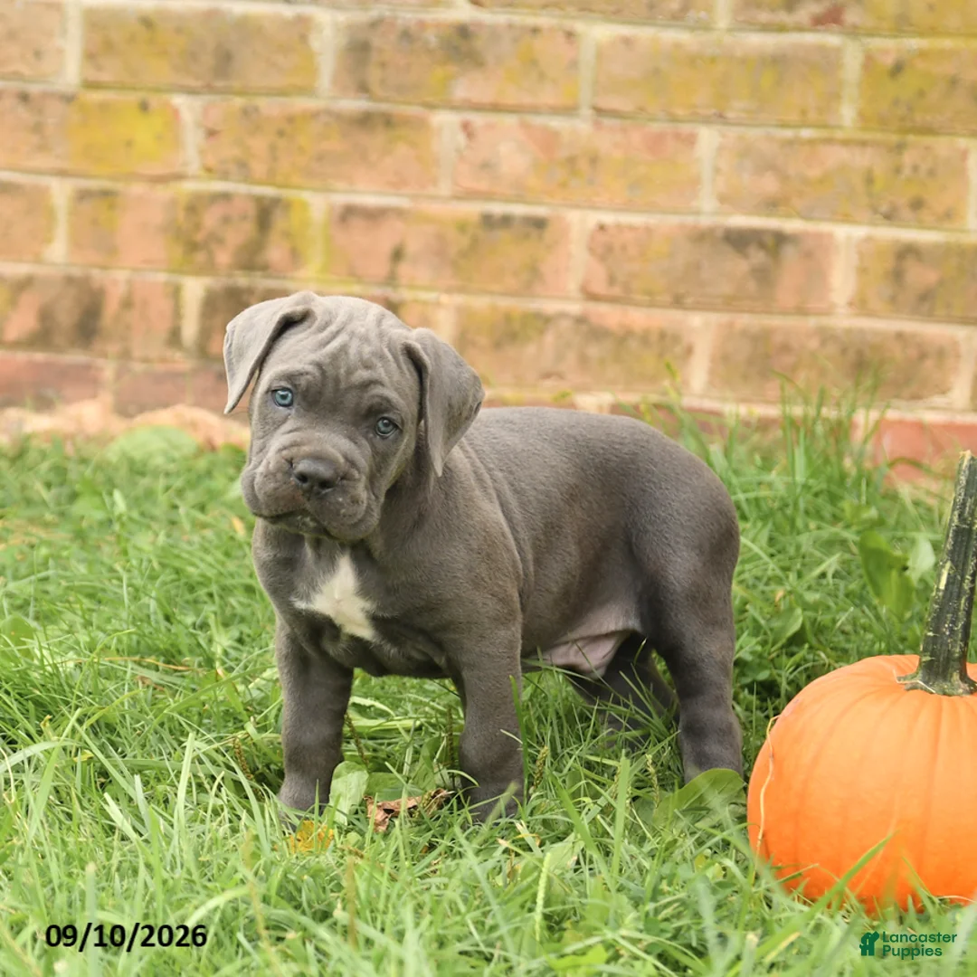 Cane Corso dogs for sale: Felix - Ad 5