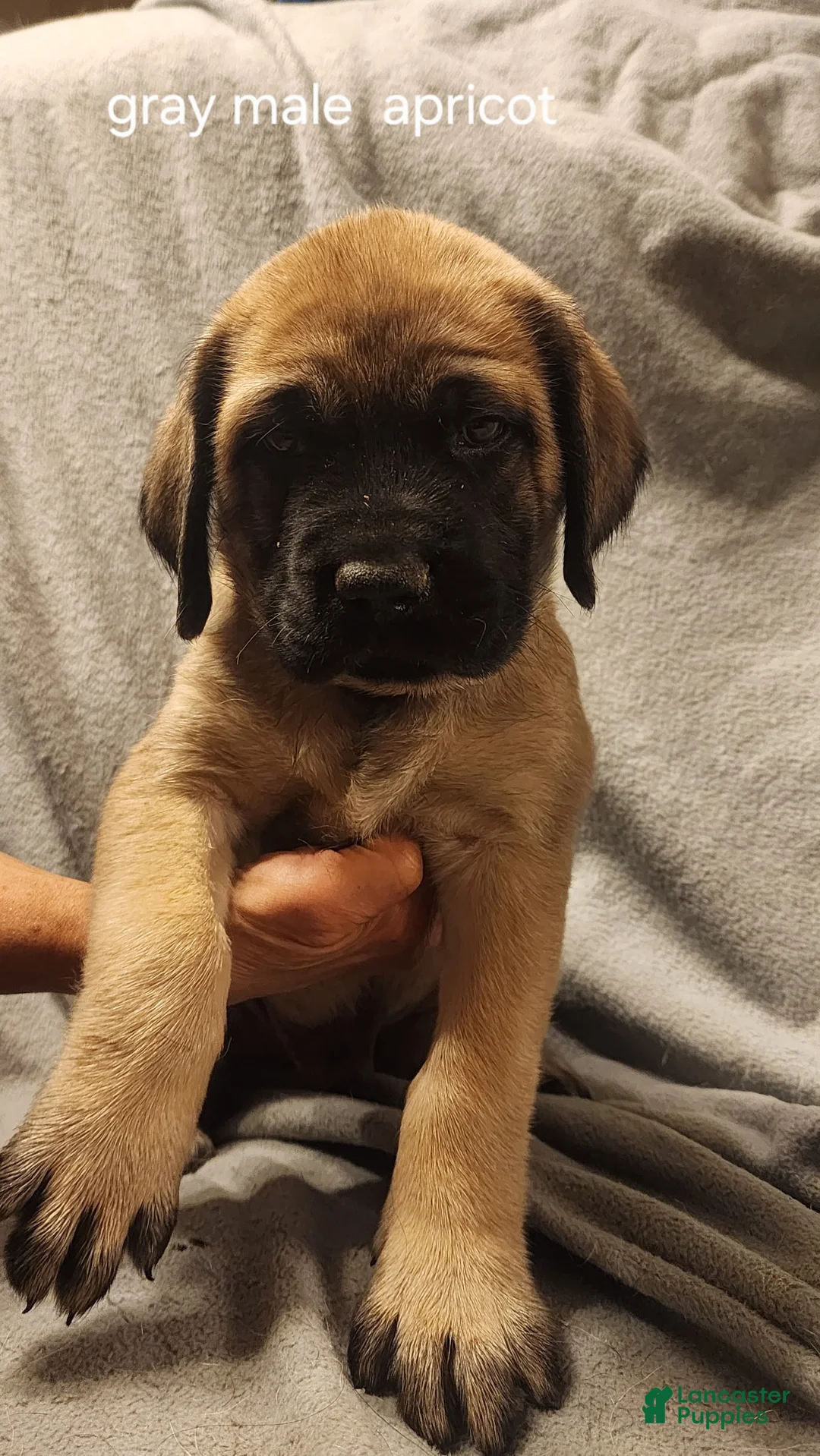 English Mastiff dogs for sale: English Mastiff Puppy 5 - Ad 2