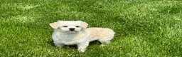 Lhasa Apso dogs for sale: Joey - Ad 3