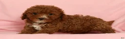 Cavapoo dogs for sale: Harper - Ad 8