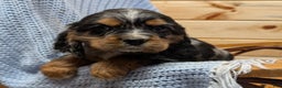 Cocker Spaniel dogs for sale: Wells - Ad 1