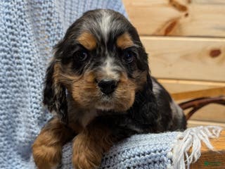 Cocker Spaniel dogs Wells - Ad 38
